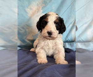 Bernedoodle (Miniature) Puppy for sale in LONGMONT, CO, USA