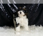 Small #5 Cavapoo