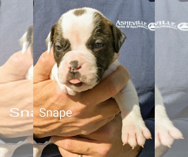 Medium Photo #16 American Bulldog Puppy For Sale in MILLS RIVER, NC, USA