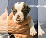 Small Photo #16 American Bulldog Puppy For Sale in MILLS RIVER, NC, USA