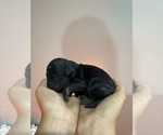 Image preview for Ad Listing. Nickname: Winston