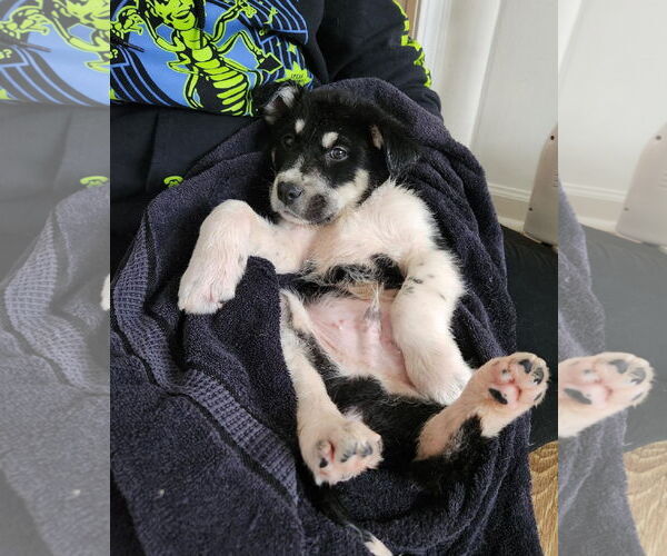 Medium Photo #1 Great Pyrenees-Unknown Mix Puppy For Sale in Plainfield, IL, USA