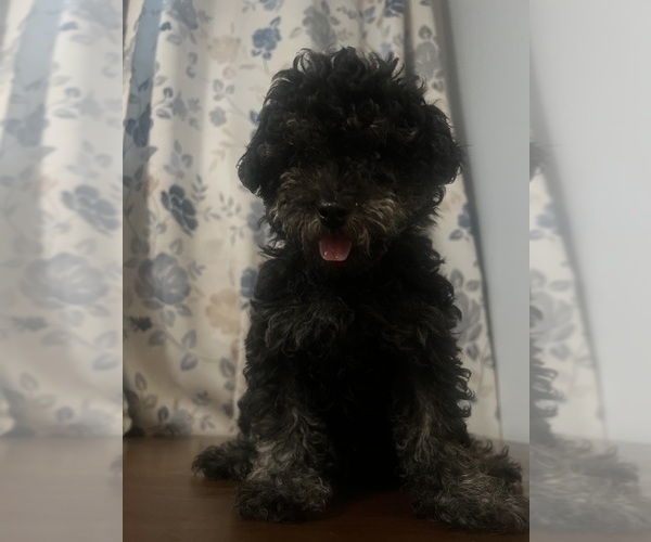 Medium Photo #20 Poodle (Miniature) Puppy For Sale in DURHAM, CT, USA