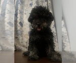 Small #19 Poodle (Miniature)