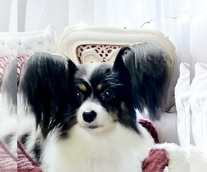 Mother of the Papillon puppies born on 03/12/2025