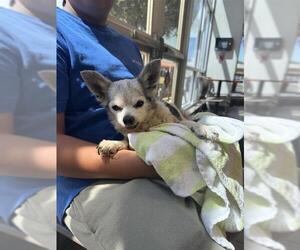 Chihuahua Dogs for adoption in San Antonio, TX, USA