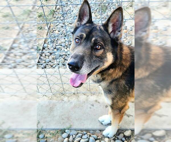 Medium Photo #2 German Shepherd Dog-Unknown Mix Puppy For Sale in Sacramento, CA, USA