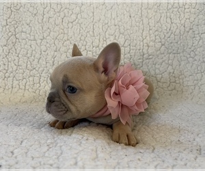 French Bulldog Puppy for Sale in SAINT JAMES, Minnesota USA