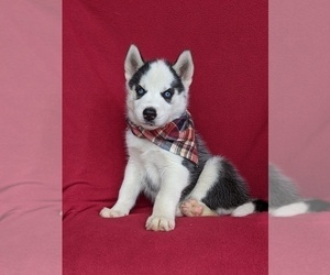 Siberian Husky Puppy for sale in EPHRATA, PA, USA