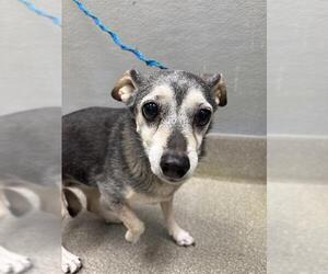 Miniature Pinscher-Unknown Mix Dogs for adoption in Las Vegas, NV, USA