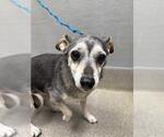 Small Miniature Pinscher Mix
