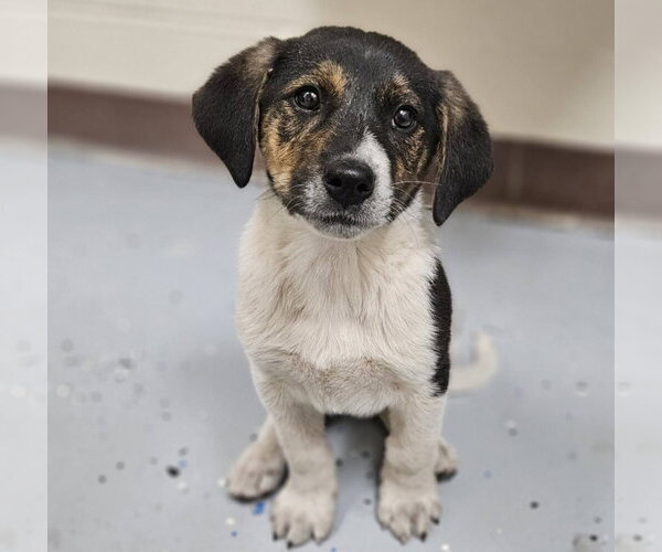 Medium Photo #1 Beagle-Unknown Mix Puppy For Sale in Chester, VA, USA