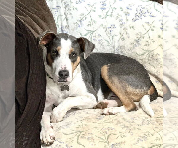 Medium Photo #24 Mutt Puppy For Sale in Canton, CT, USA