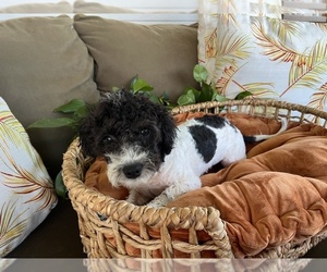 Maltipoo Puppy for sale in VALDOSTA, GA, USA