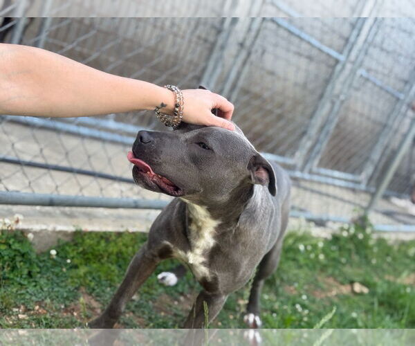 Medium Photo #7 American Bulldog Puppy For Sale in Monticello, MS, USA