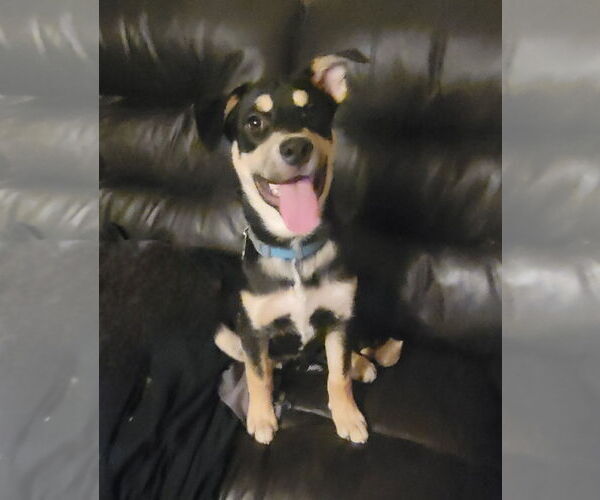 Medium Photo #4 American Pit Bull Terrier-Unknown Mix Puppy For Sale in Sandy, UT, USA