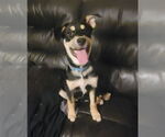 Small #3 American Pit Bull Terrier Mix