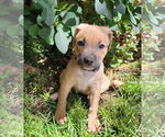 Small #4 Borador