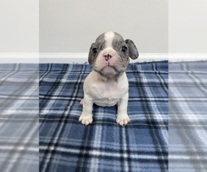 French Bulldog Puppy for sale in CHARLESTON, SC, USA