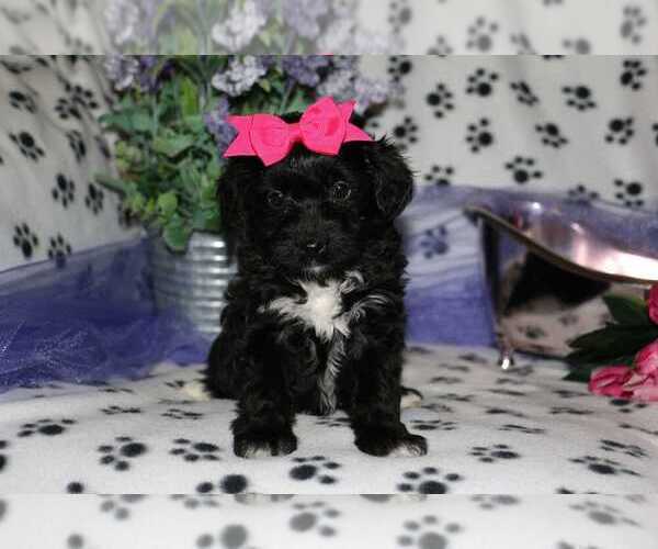 Medium Photo #4 F2 Aussiedoodle Puppy For Sale in LIBERAL, MO, USA