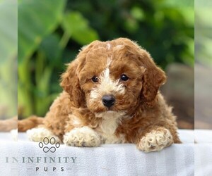 Goldendoodle (Miniature) Puppy for sale in LITITZ, PA, USA