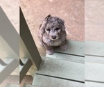 Small #6 Sheepadoodle