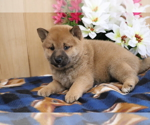 Shiba Inu Puppy for sale in SHILOH, OH, USA