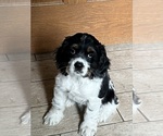 Puppy Gracie Cocker Spaniel