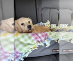 Small #5 Dachshund Mix