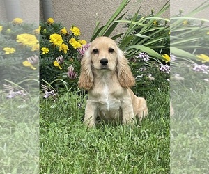 Cocker Spaniel Puppy for sale in CANOGA, NY, USA