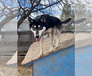 Alusky Dogs for adoption in Alturas, CA, USA