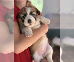 Australian Shepherd-Shih Tzu Mix Dogs for adoption in Paso Robles, CA, USA
