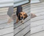 Small #1 Beagle