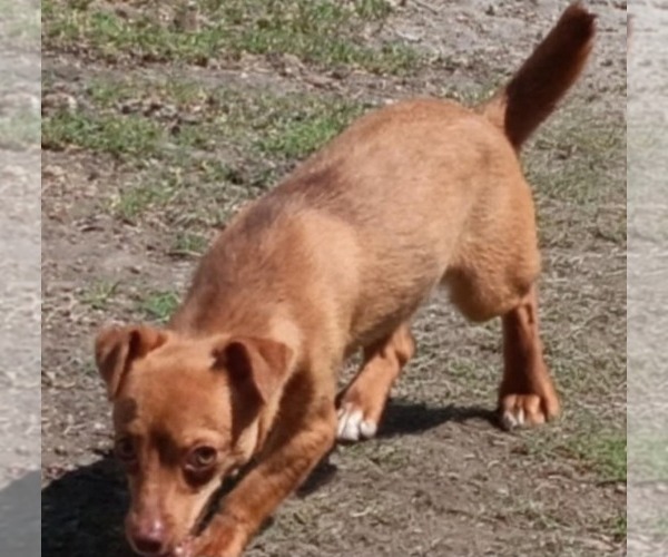 Medium Photo #5 Chihuahua-Unknown Mix Puppy For Sale in Minneapolis, MN, USA