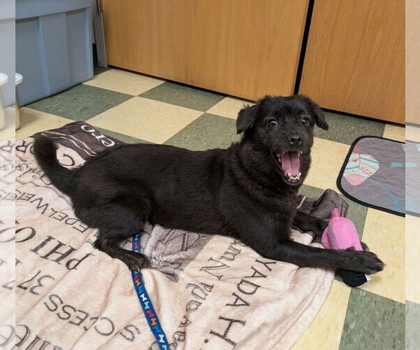 Medium Photo #11 Mutt Puppy For Sale in Philadelphia, PA, USA