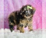 Small Photo #62 Poodle (Toy) Puppy For Sale in WARSAW, IN, USA
