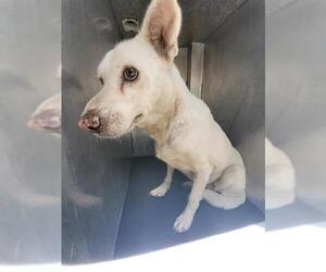 Labrador Retriever-Unknown Mix Dogs for adoption in San Antonio, TX, USA
