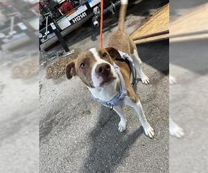American Pit Bull Terrier-Unknown Mix Dogs for adoption in Houston, TX, USA