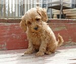 Small Photo #4 Cocker Spaniel-Poodle (Miniature) Mix Puppy For Sale in SALEM, MO, USA