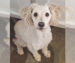 Small Photo #1 Poodle (Miniature) Puppy For Sale in Los Lunas, NM, USA