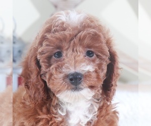 Poodle (Miniature) Puppy for sale in MOUNT VERNON, OH, USA