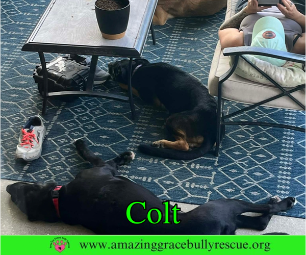 Medium Photo #5 Labrador Retriever-Unknown Mix Puppy For Sale in Pensacola, FL, USA