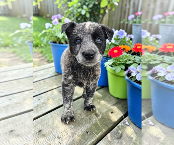 Medium Photo #3 Mutt Puppy For Sale in McKinney, TX, USA