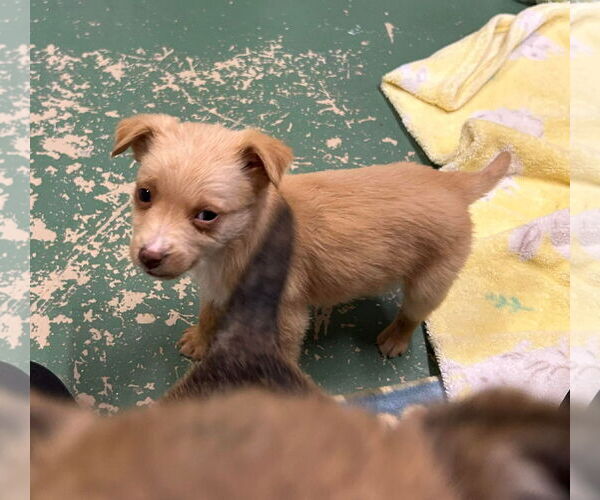 Medium Photo #3 Mutt Puppy For Sale in GILBERTS, IL, USA