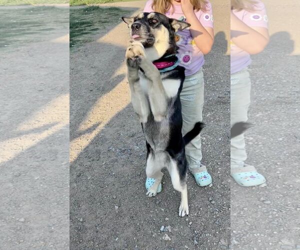 Medium Photo #13 Huskies -Unknown Mix Puppy For Sale in Minneapolis, MN, USA