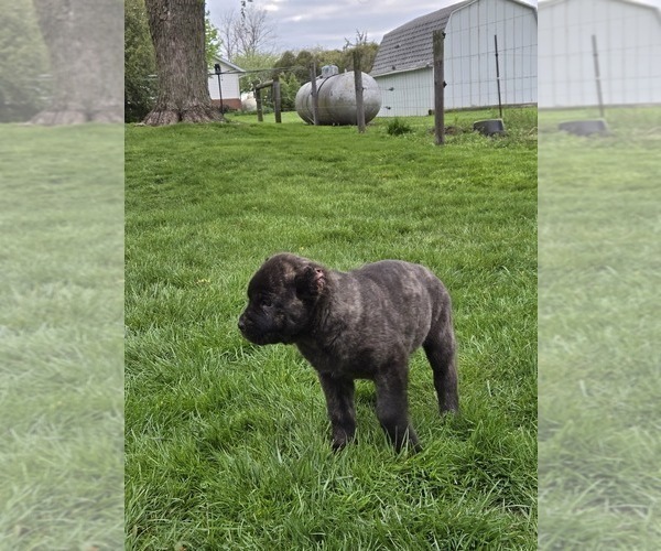 Medium Photo #4 Cane Corso Puppy For Sale in NAPPANEE, IN, USA