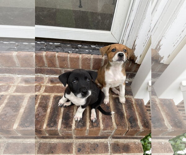 Medium Photo #2 Labbe Puppy For Sale in Oakhurst, NJ, USA