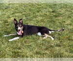 Small #2 Border Collie