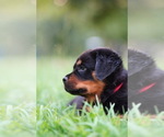 Small Photo #15 Rottweiler Puppy For Sale in MABLETON, GA, USA