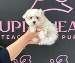 Small Photo #1 Maltese Puppy For Sale in LAS VEGAS, NV, USA